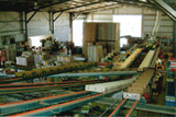 Giru Packing Shed - Click to enlarge